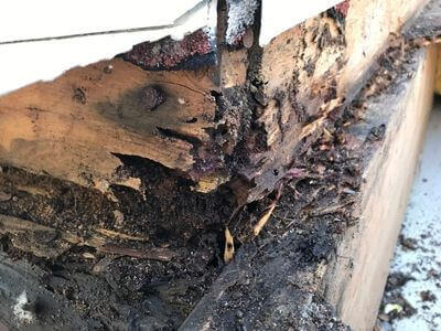 Professional mold remediation services in Hattiesburg